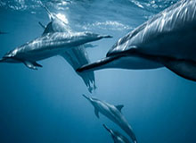 开云：在云端开启自我升级的新纪元